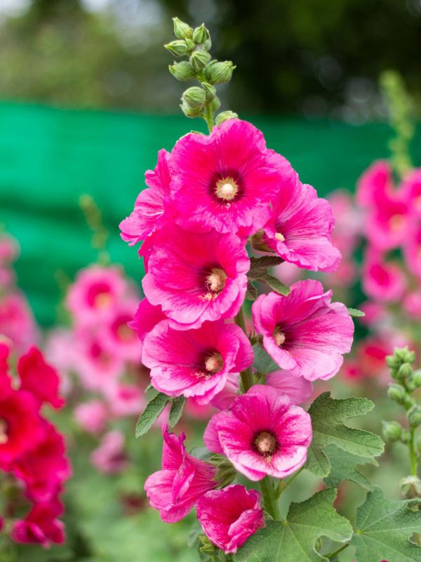 1652233114 709 As a beginner what should you know about sowing hollyhocks - As a beginner, what should you know about sowing hollyhocks?