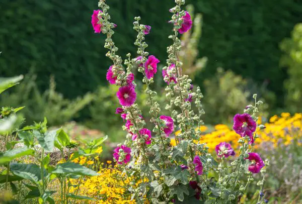 1652233117 343 As a beginner what should you know about sowing hollyhocks - As a beginner, what should you know about sowing hollyhocks?