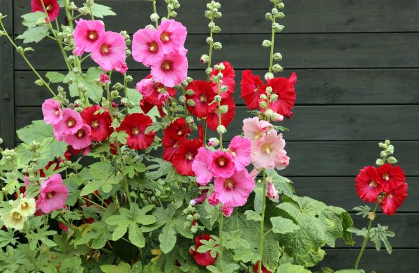1652233118 242 As a beginner what should you know about sowing hollyhocks - As a beginner, what should you know about sowing hollyhocks?