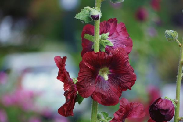 1652233119 350 As a beginner what should you know about sowing hollyhocks - As a beginner, what should you know about sowing hollyhocks?