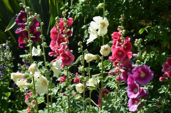 1652233120 639 As a beginner what should you know about sowing hollyhocks - As a beginner, what should you know about sowing hollyhocks?