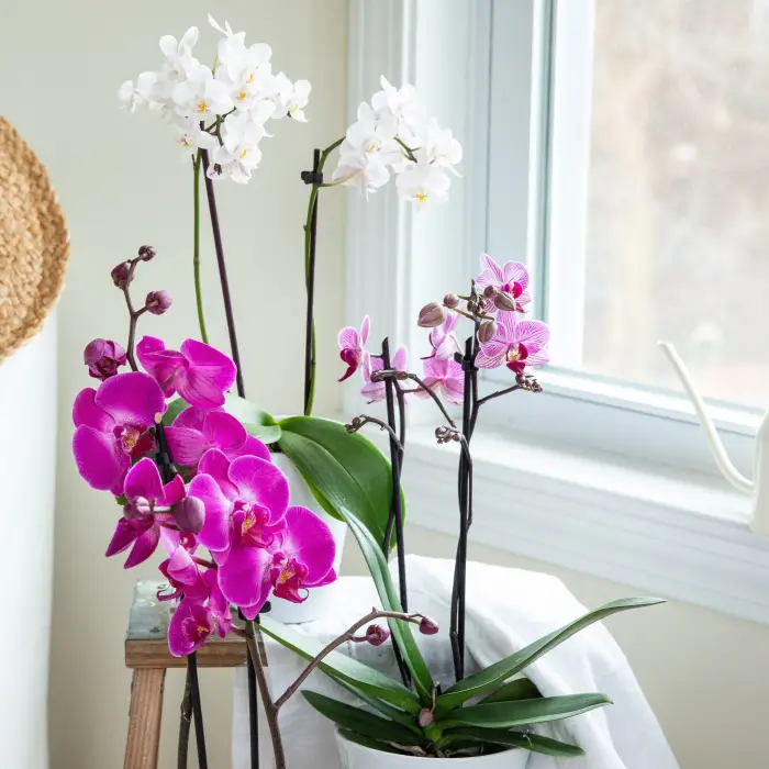 1652266810 718 Caring for orchids properly the most important care tips - Caring for orchids properly - the most important care tips for exotic beauties