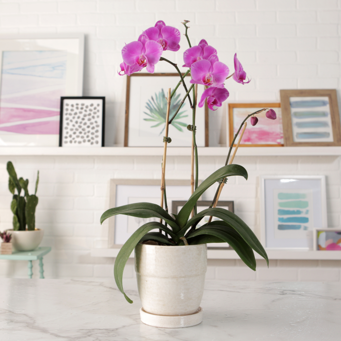 1652266815 60 Caring for orchids properly the most important care tips - Caring for orchids properly - the most important care tips for exotic beauties
