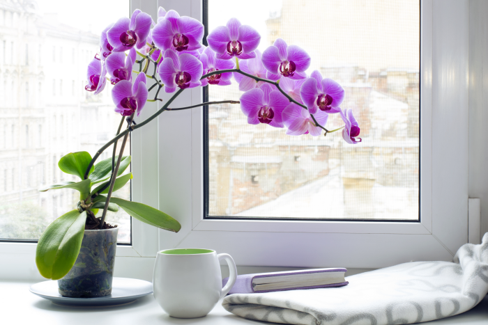 1652266816 362 Caring for orchids properly the most important care tips - Caring for orchids properly - the most important care tips for exotic beauties