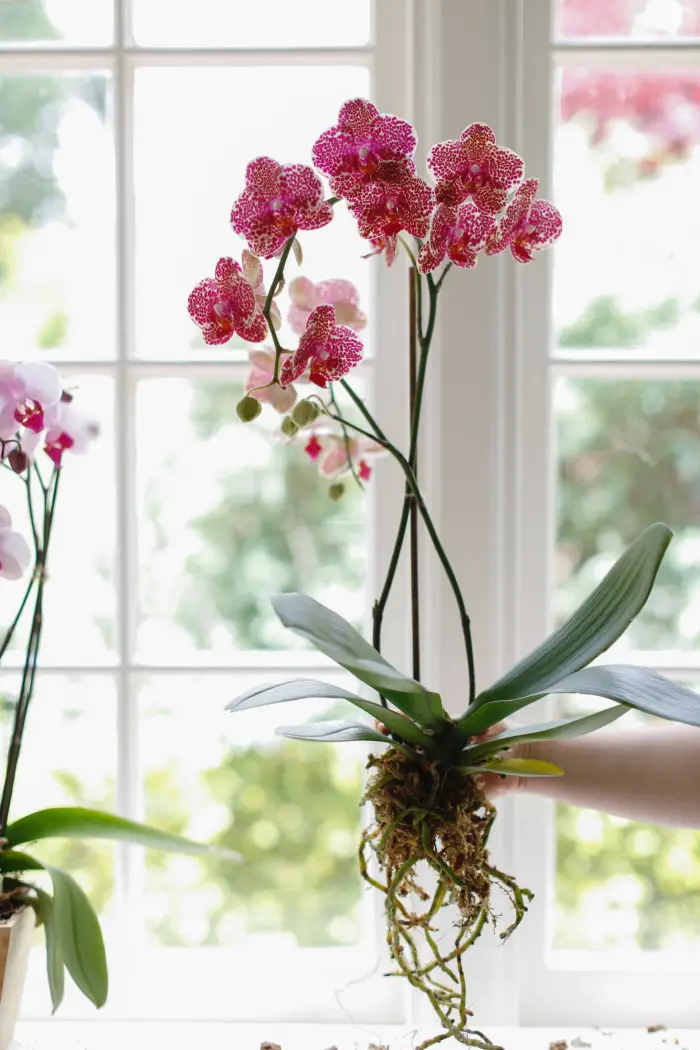 1652266819 996 Caring for orchids properly the most important care tips - Caring for orchids properly - the most important care tips for exotic beauties