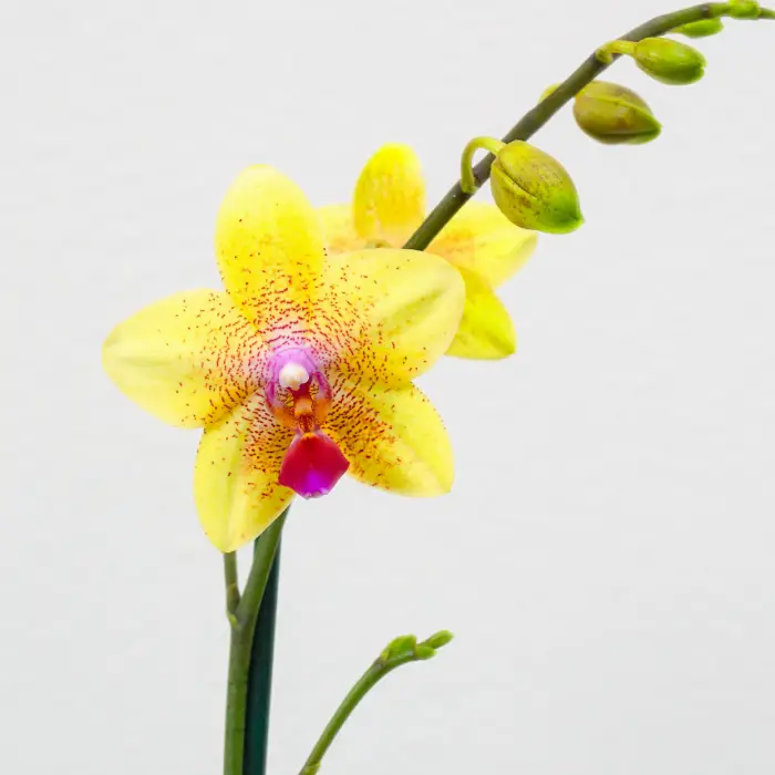 1652266822 663 Caring for orchids properly the most important care tips - Caring for orchids properly - the most important care tips for exotic beauties