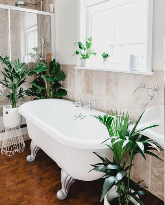 1652270862 583 Plants for the bathroom transform it into a green oasis - Plants for the bathroom transform it into a green oasis