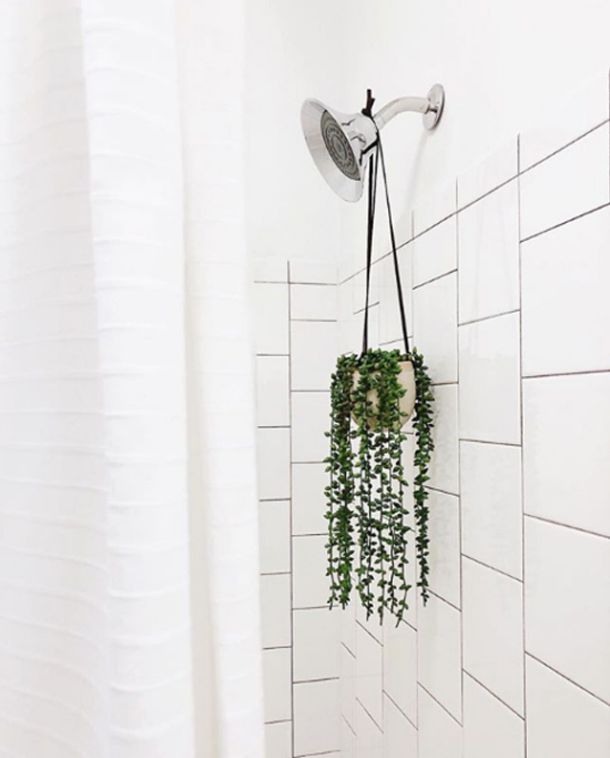 1652270865 696 Plants for the bathroom transform it into a green oasis - Plants for the bathroom transform it into a green oasis