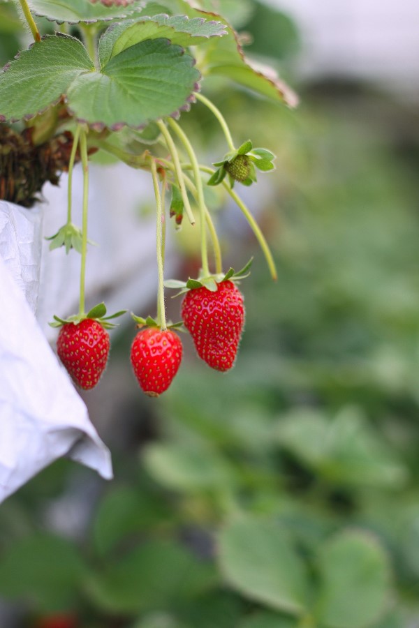 1652278165 110 Storing freezing drying strawberries – tips for long lasting freshness - Storing, freezing, drying strawberries – tips for long-lasting freshness