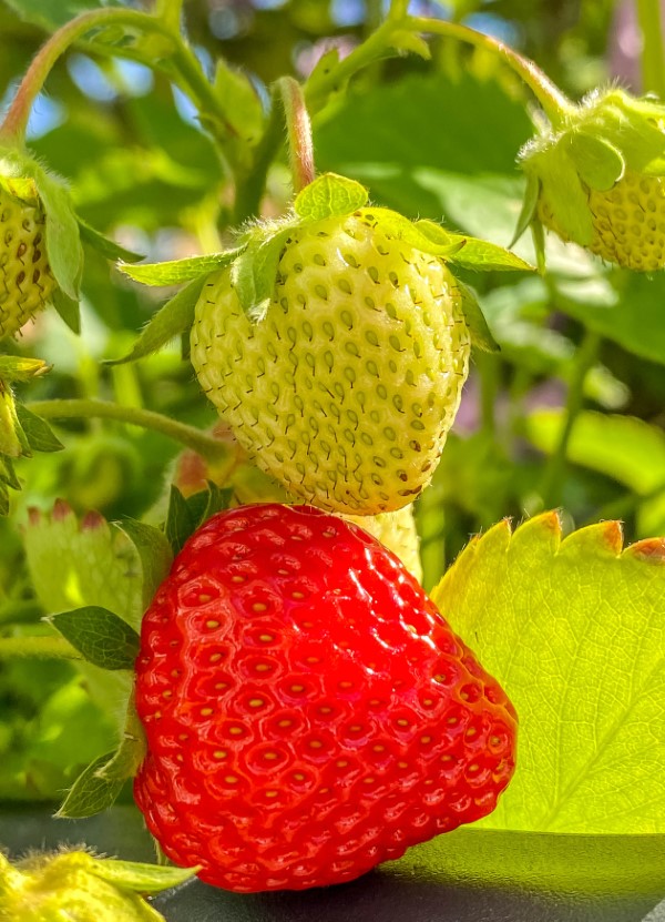 1652278166 293 Storing freezing drying strawberries – tips for long lasting freshness - Storing, freezing, drying strawberries – tips for long-lasting freshness