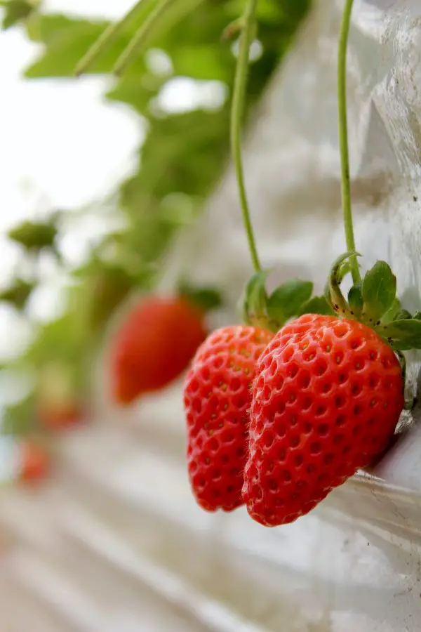 1652278168 698 Storing freezing drying strawberries – tips for long lasting freshness - Storing, freezing, drying strawberries – tips for long-lasting freshness