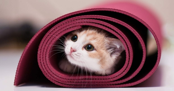 Clean yoga mat and disinfect detergent cat