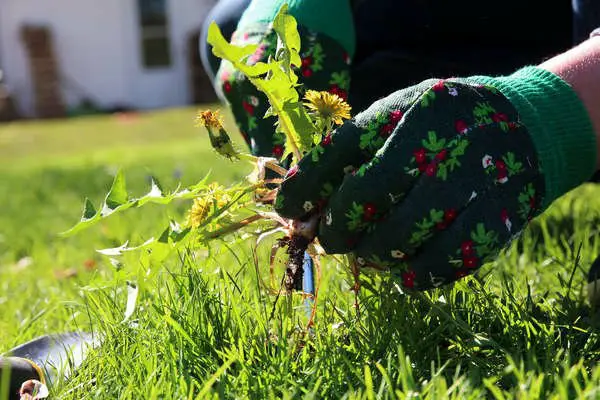 1652342606 669 Removing Weeds Some Effective Ways to Remove Weeds from Your - Removing Weeds: Some Effective Ways to Remove Weeds from Your Garden