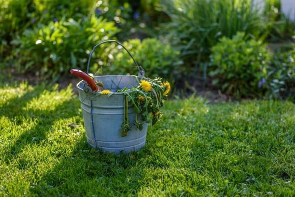 1652342611 700 Removing Weeds Some Effective Ways to Remove Weeds from Your - Removing Weeds: Some Effective Ways to Remove Weeds from Your Garden