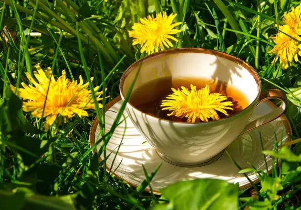 1652346272 403 Culinary dandelion application or what can you prepare with the - Culinary dandelion application or what can you prepare with the medicinal herb?