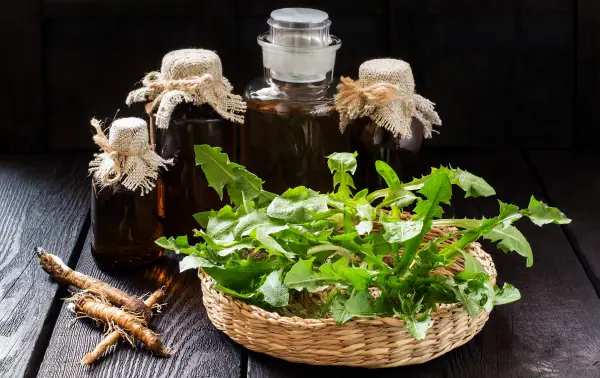 1652346273 536 Culinary dandelion application or what can you prepare with the - Culinary dandelion application or what can you prepare with the medicinal herb?
