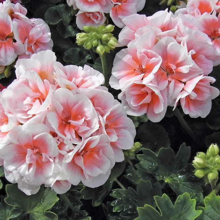 1652385089 121 The geraniums Typical balcony flowers with charm - The geraniums - Typical balcony flowers with charm