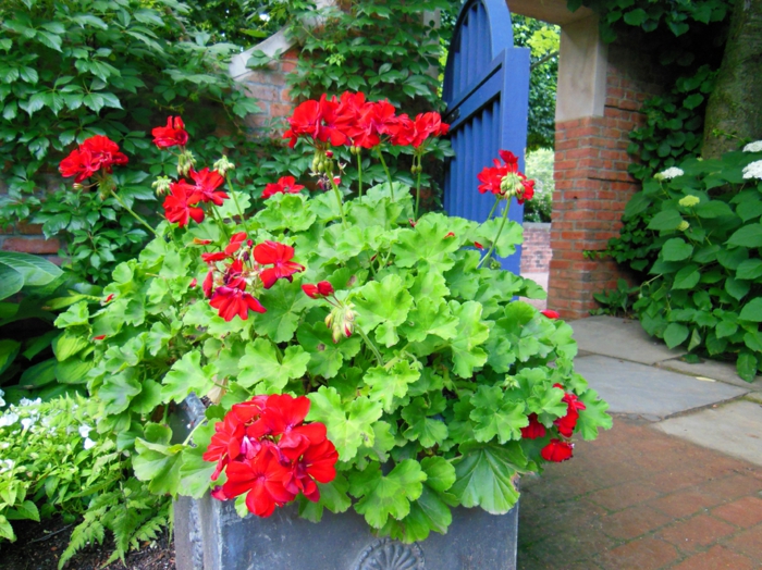 1652385089 57 The geraniums Typical balcony flowers with charm - The geraniums - Typical balcony flowers with charm