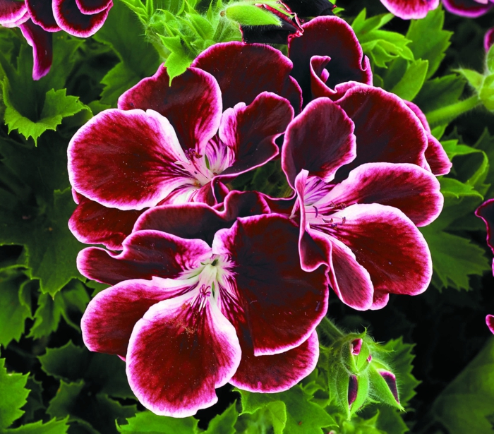 1652385090 609 The geraniums Typical balcony flowers with charm - The geraniums - Typical balcony flowers with charm