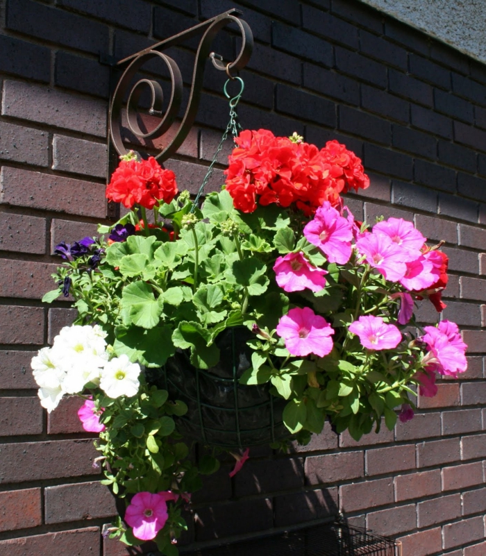 1652385091 139 The geraniums Typical balcony flowers with charm - The geraniums - Typical balcony flowers with charm