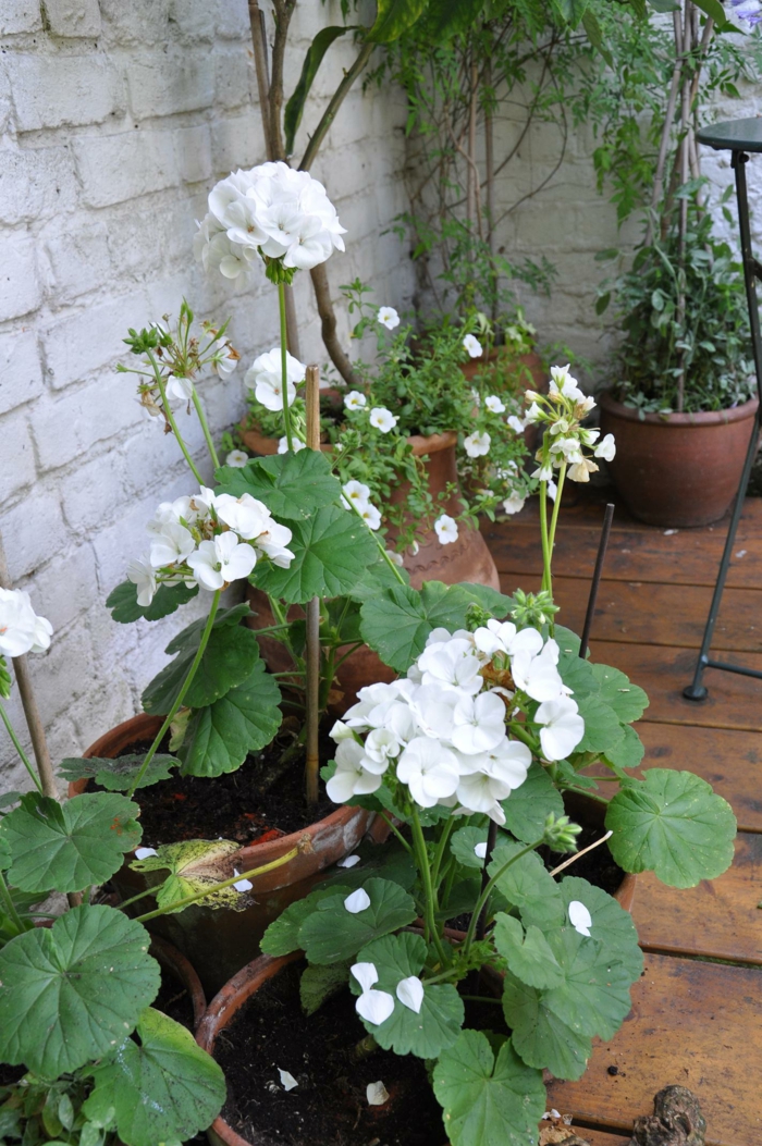 1652385091 767 The geraniums Typical balcony flowers with charm - The geraniums - Typical balcony flowers with charm