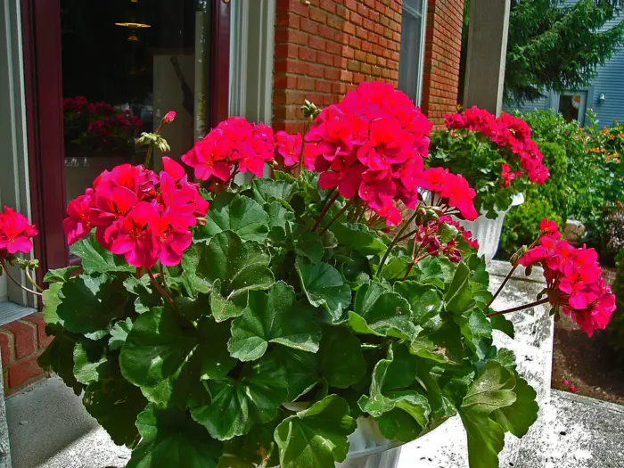 1652385092 590 The geraniums Typical balcony flowers with charm - The geraniums - Typical balcony flowers with charm
