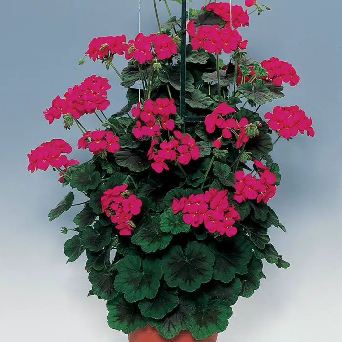 1652385092 809 The geraniums Typical balcony flowers with charm - The geraniums - Typical balcony flowers with charm