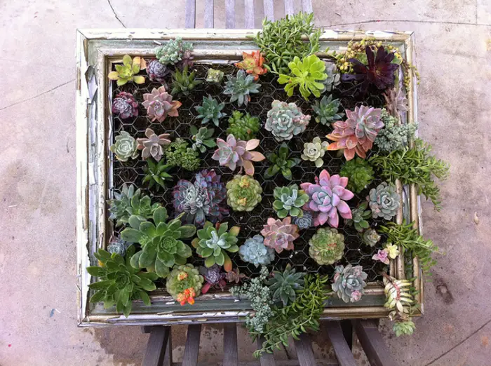 1652648784 126 Decorate walls with mini vertical gardens of succulents - Decorate walls with mini vertical gardens of succulents