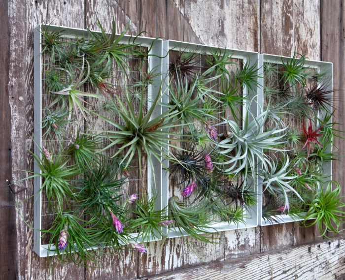 1652648791 142 Decorate walls with mini vertical gardens of succulents - Decorate walls with mini vertical gardens of succulents