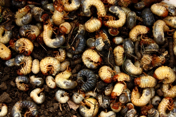 1652808895 474 Cockchafer grubs and fighting them with home remedies - Cockchafer grubs and fighting them with home remedies