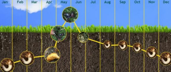 1652808897 271 Cockchafer grubs and fighting them with home remedies - Cockchafer grubs and fighting them with home remedies
