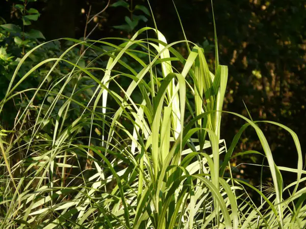 1652819061 584 Planting and caring for elephant grass – the most important - Planting and caring for elephant grass – the most important things at a glance