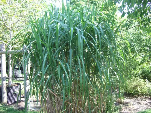 1652819063 828 Planting and caring for elephant grass – the most important - Planting and caring for elephant grass – the most important things at a glance