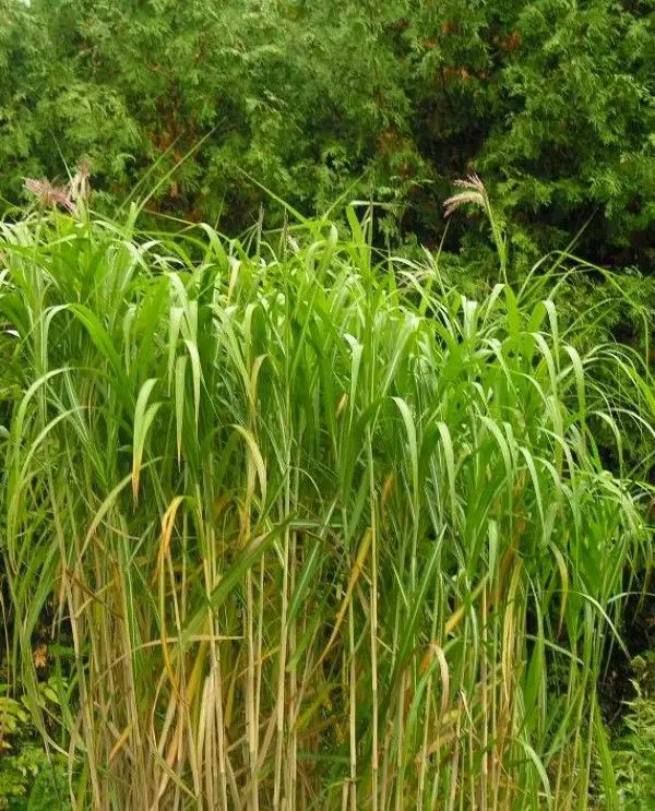 1652819064 220 Planting and caring for elephant grass – the most important - Planting and caring for elephant grass – the most important things at a glance