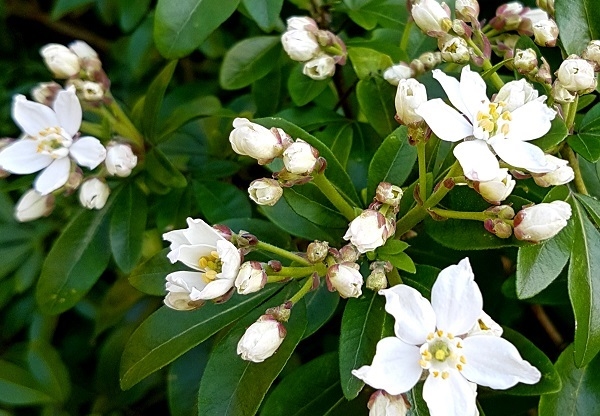 1652830106 374 The Mexican orange blossom a beautiful scented plant for - The Mexican orange blossom - a beautiful scented plant for your garden or balcony