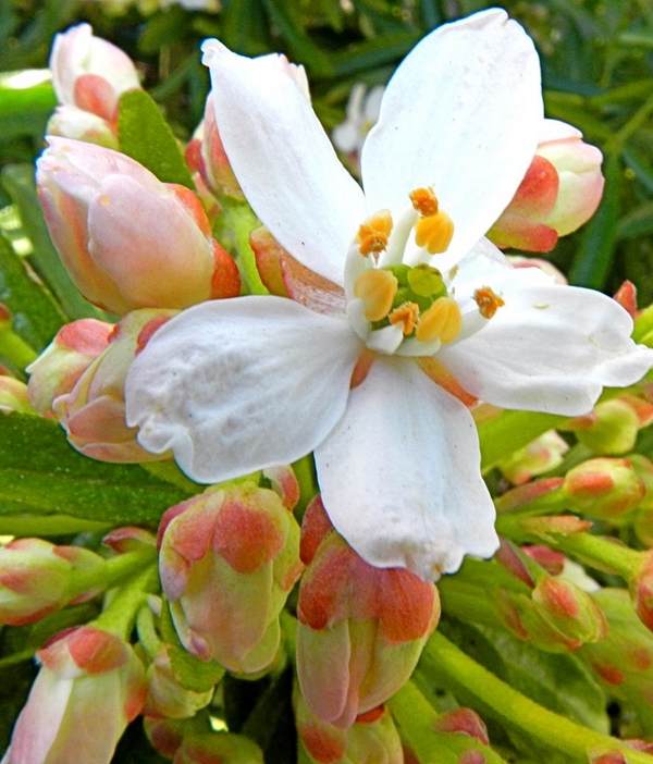 1652830108 38 The Mexican orange blossom a beautiful scented plant for - The Mexican orange blossom - a beautiful scented plant for your garden or balcony