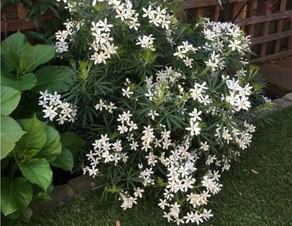 1652830111 392 The Mexican orange blossom a beautiful scented plant for - The Mexican orange blossom - a beautiful scented plant for your garden or balcony