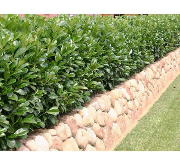 1652964585 216 Pruning cherry laurel when is it cheap and how exactly - Pruning cherry laurel: when is it cheap and how exactly does it work?