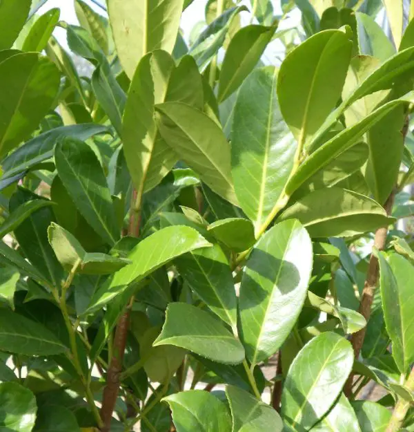 1652964586 596 Pruning cherry laurel when is it cheap and how exactly - Pruning cherry laurel: when is it cheap and how exactly does it work?