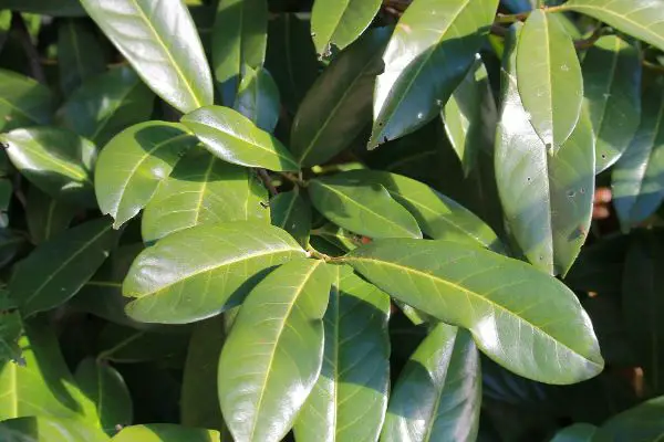 1652964588 673 Pruning cherry laurel when is it cheap and how exactly - Pruning cherry laurel: when is it cheap and how exactly does it work?
