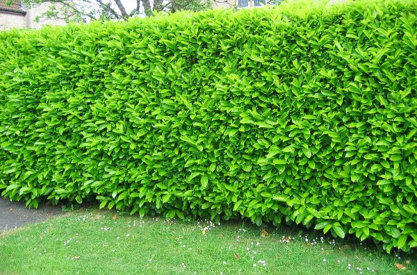 1652964589 19 Pruning cherry laurel when is it cheap and how exactly - Pruning cherry laurel: when is it cheap and how exactly does it work?