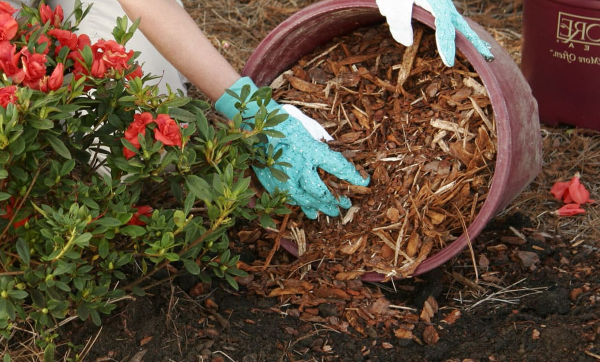 1652988042 977 Fertilize rhododendrons care tips for lush flowers - Fertilize rhododendrons - care tips for lush flowers