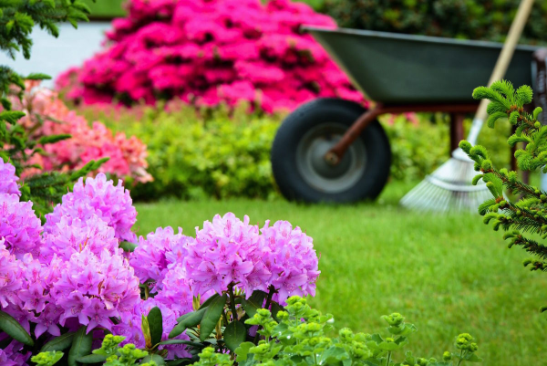 1652988043 420 Fertilize rhododendrons care tips for lush flowers - Fertilize rhododendrons - care tips for lush flowers