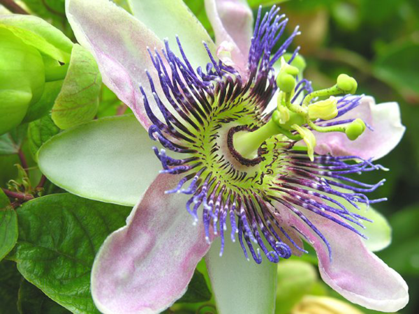 1653086841 249 Caring for blue passionflower properly the most important tips - Caring for blue passionflower properly - the most important tips for your Passiflora caerulea