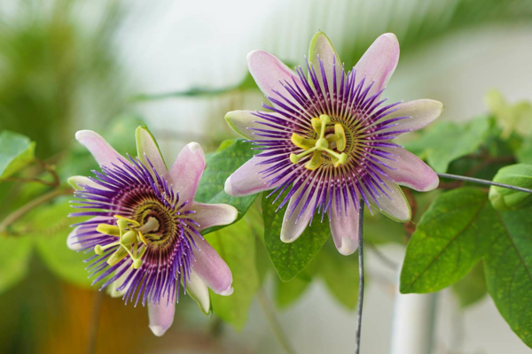 1653086844 41 Caring for blue passionflower properly the most important tips - Caring for blue passionflower properly - the most important tips for your Passiflora caerulea