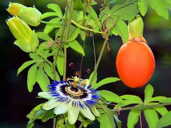 1653086847 232 Caring for blue passionflower properly the most important tips - Caring for blue passionflower properly - the most important tips for your Passiflora caerulea