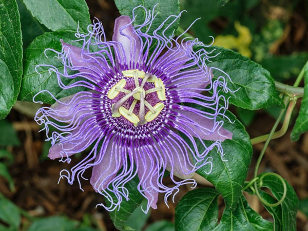 1653086848 725 Caring for blue passionflower properly the most important tips - Caring for blue passionflower properly - the most important tips for your Passiflora caerulea