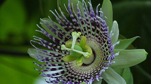 1653086851 647 Caring for blue passionflower properly the most important tips - Caring for blue passionflower properly - the most important tips for your Passiflora caerulea