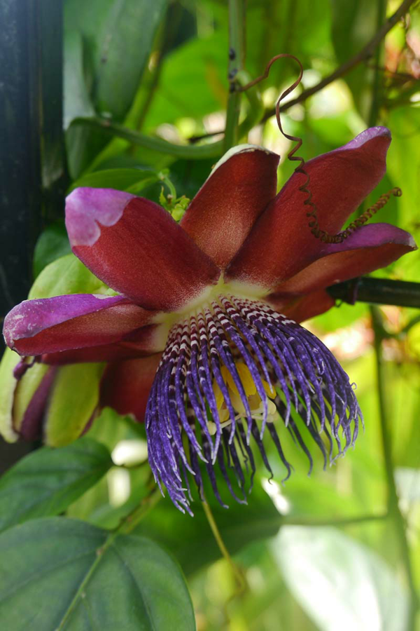 1653086852 920 Caring for blue passionflower properly the most important tips - Caring for blue passionflower properly - the most important tips for your Passiflora caerulea