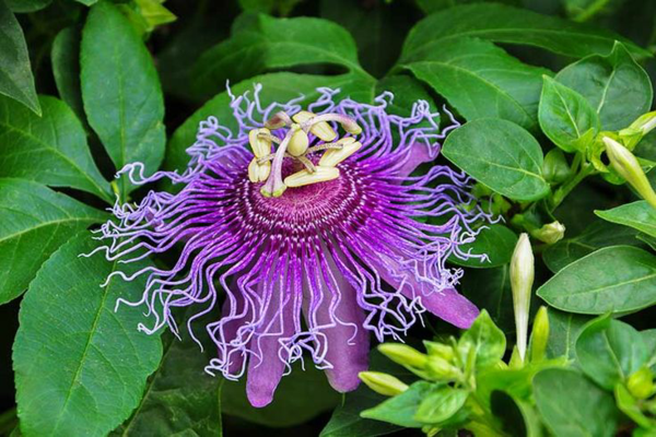 1653086853 794 Caring for blue passionflower properly the most important tips - Caring for blue passionflower properly - the most important tips for your Passiflora caerulea